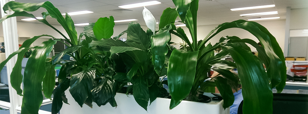 Green indoor office plant