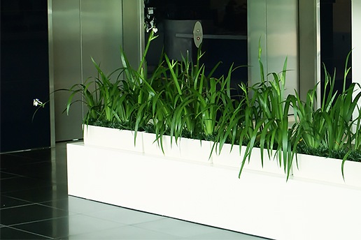 Indoor plants in office