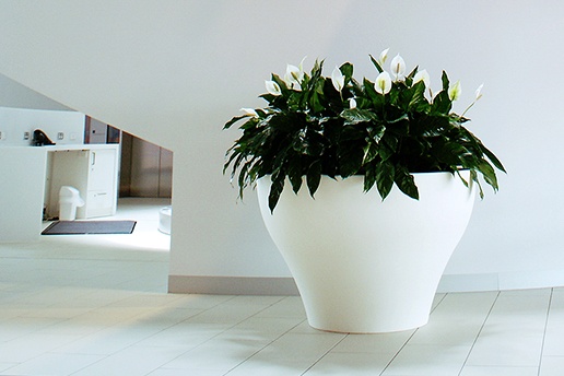 Beautiful white potted plant