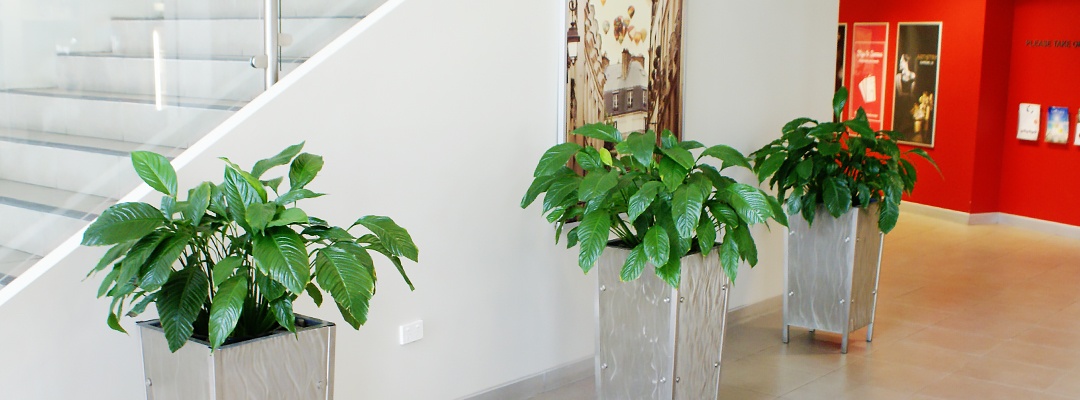Three green plants in hallway