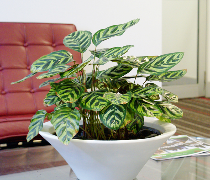 7 NASAApproved AirFiltering Plants For Your Office Prestigious Plantscapes