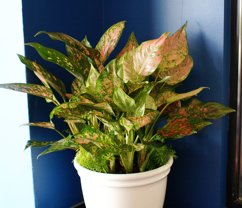 Large leafy air filtering office plant