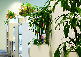 an office with lots of large and small potted plants