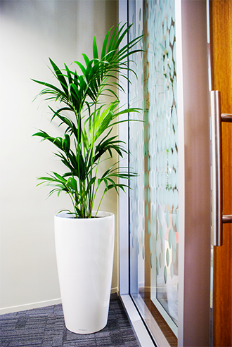 Simple green plant in white vase