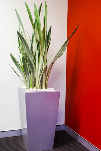 Beautiful indoor plant