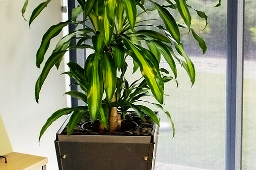 Green plant close up