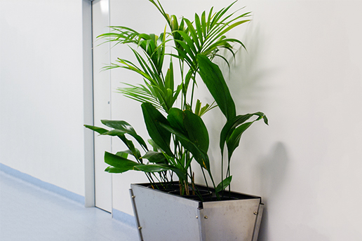 Green plant against white wall
