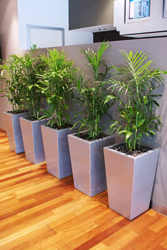 Five plants in a row