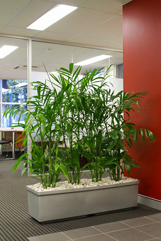 Plantscape in an office