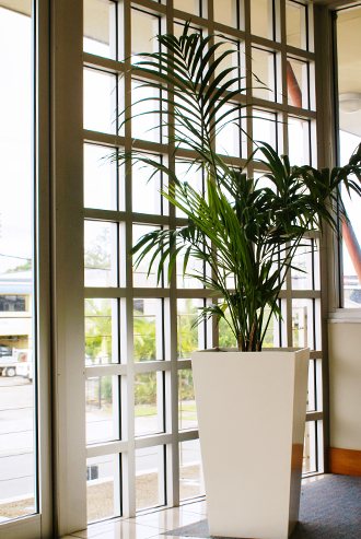 Elegant plant next to window