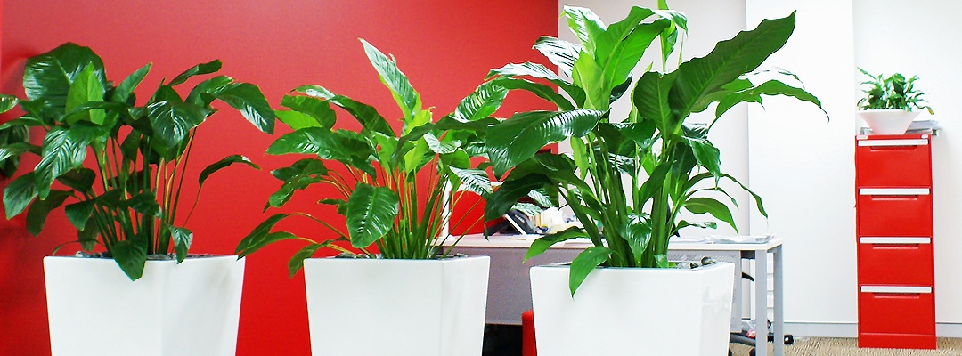 Potted Indoor Plants