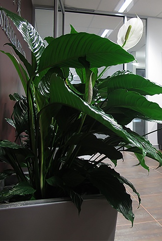 Office plant design