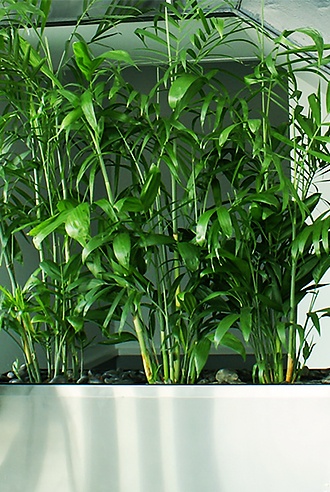 Green plant