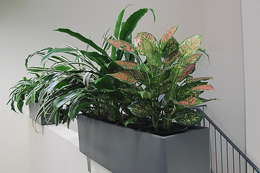 Indoor plants