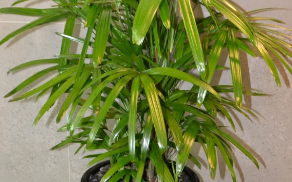 Rhapis Palm