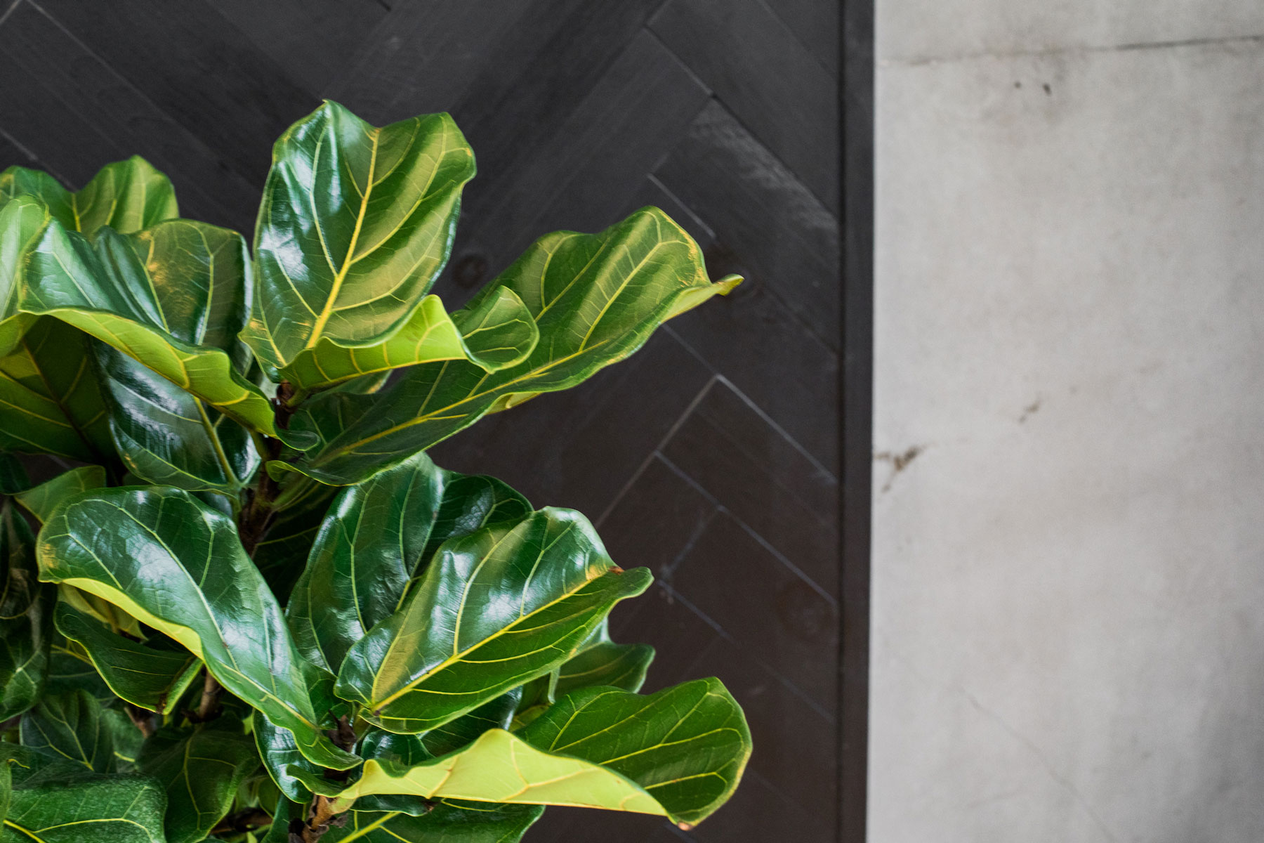 Fiddle leaf fig