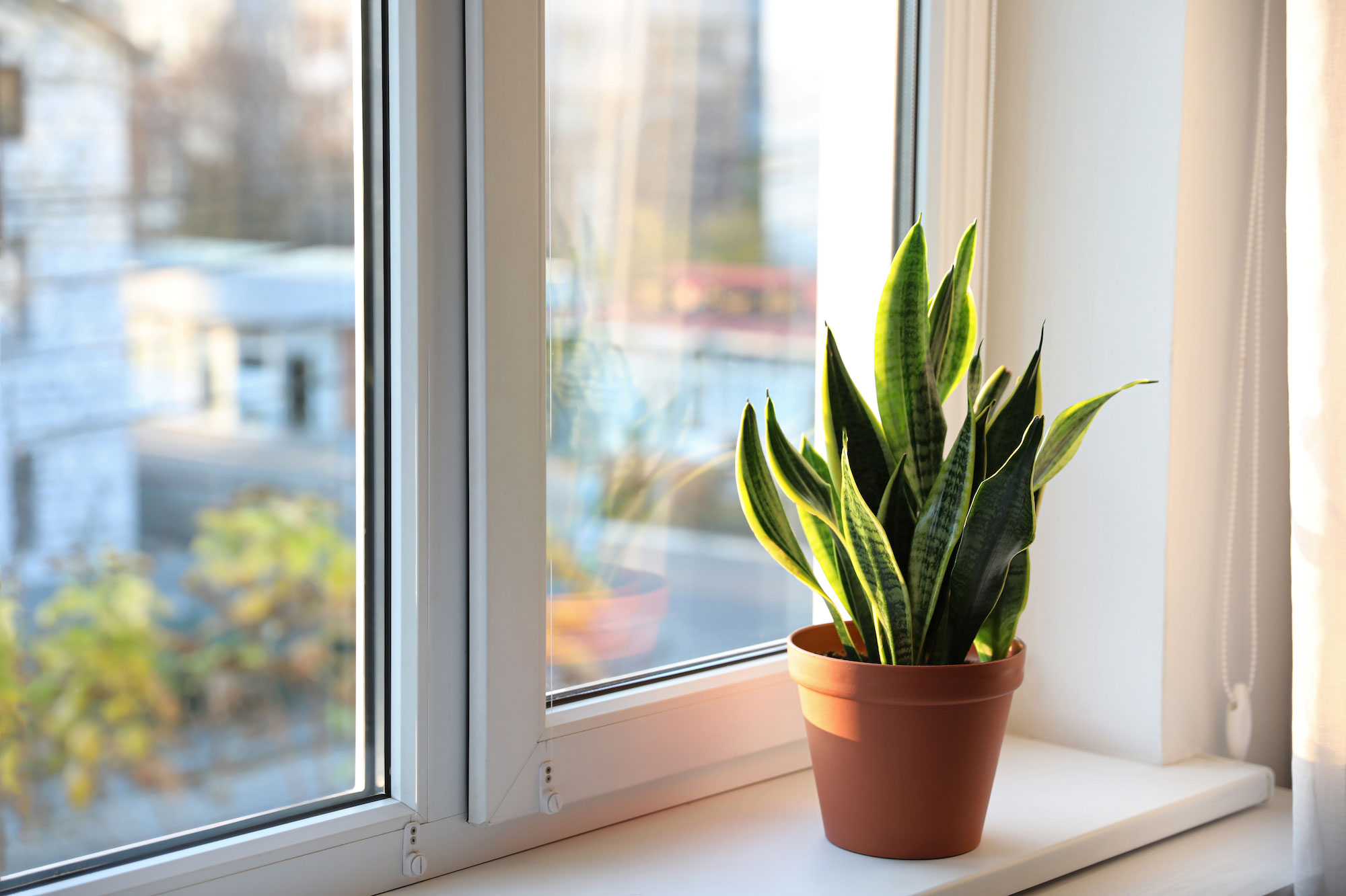 Snake Plant