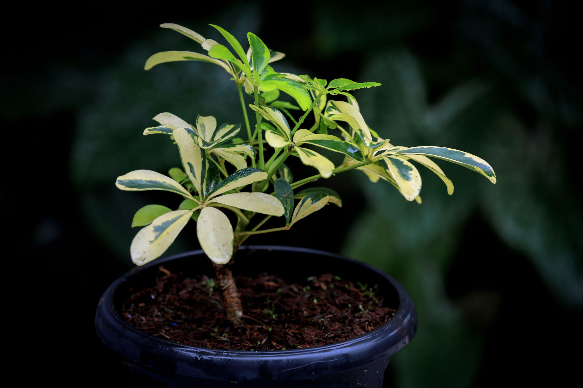 Dwarf Umbrella Plant