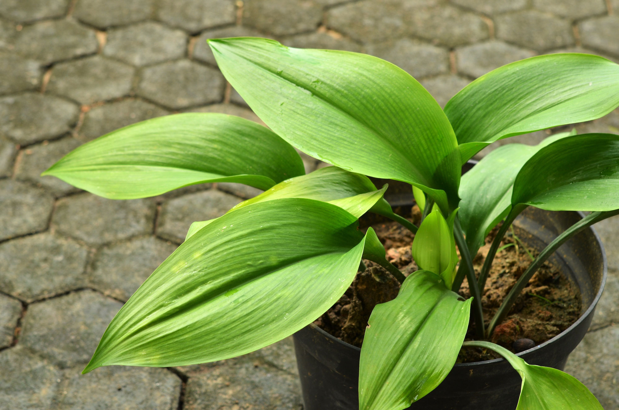 Outside plant