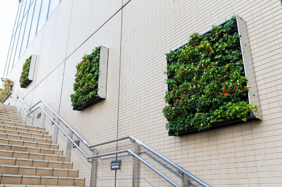 building wall indoor plant hire brisbane