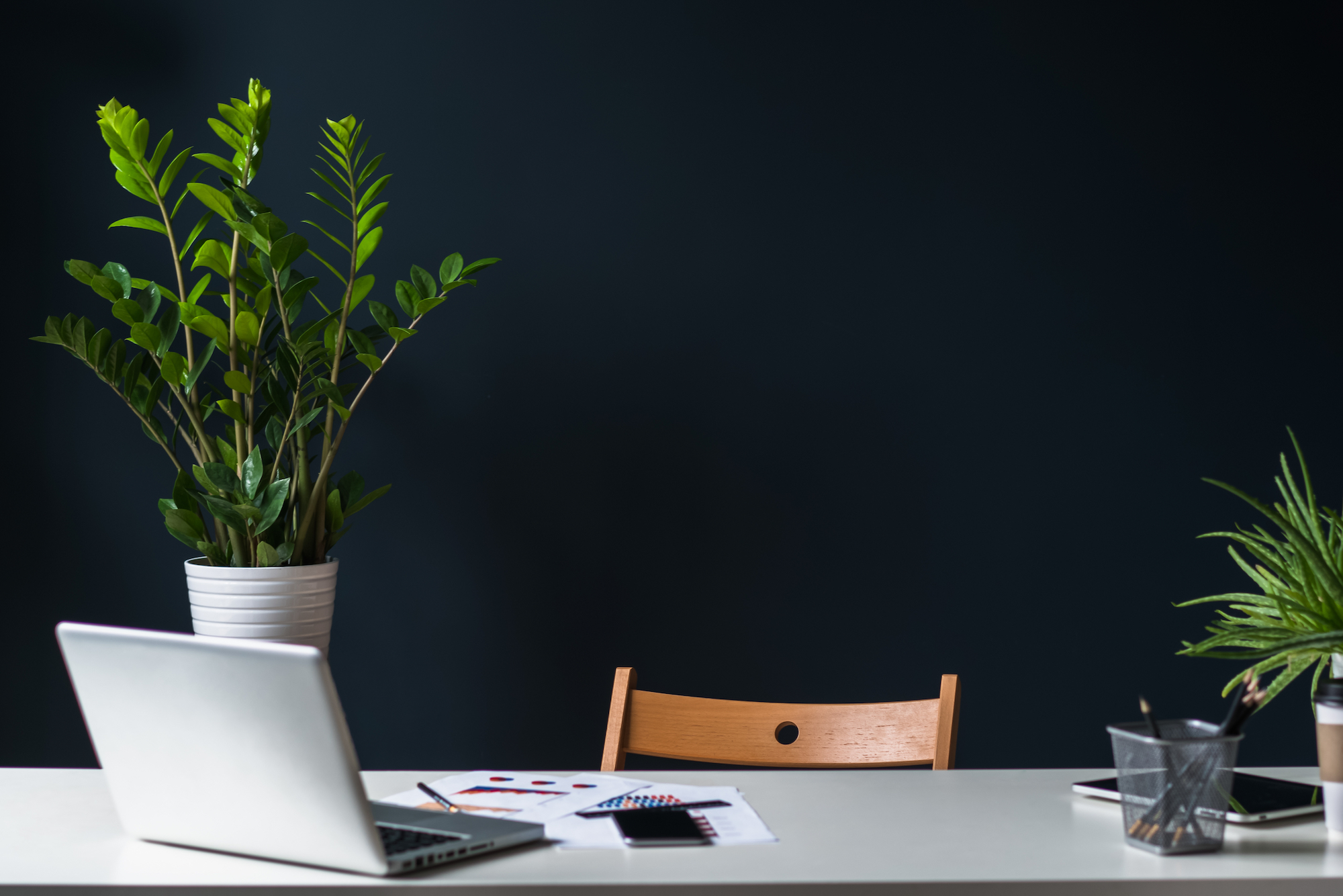 Laptop and indoor plant