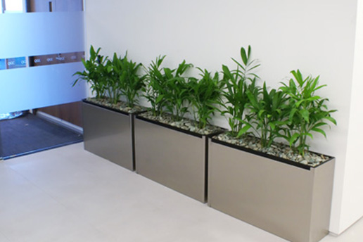 Office plants in a hallway