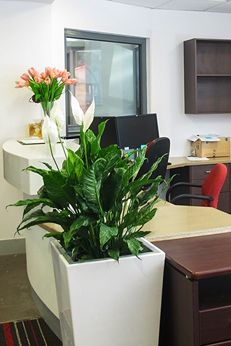 Green plant in office