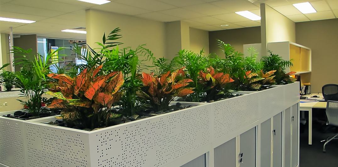 Large indoor plants