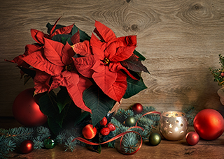 Christmas plant and decor